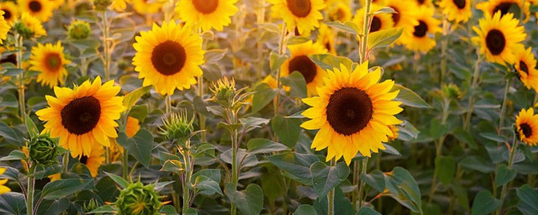 Sunflowers are a great way to start 