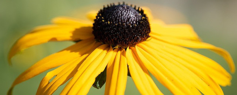 Rudbeckia for cut flower farming