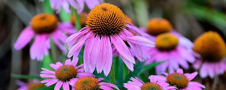 Best Rudbeckia for cut flowers