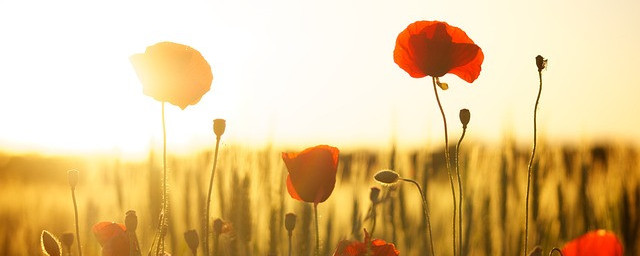 Poppies for cut flowers.  This is an introduction to flower farming!