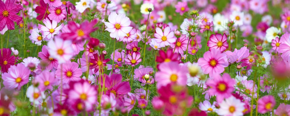 How to Grow Cosmos - Flower Farming