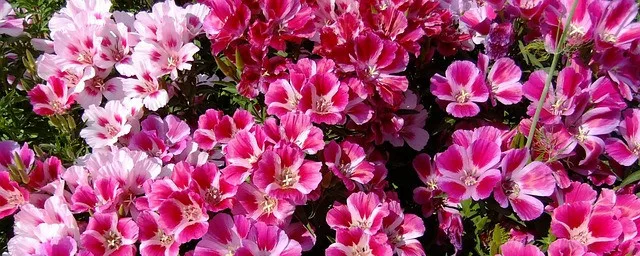 Embrace the Beauty of Godetia - Flower Farming