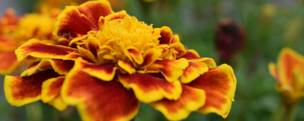 Marvellous Marigolds make the garden beautiful