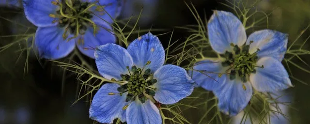 Love in the Mist, Growing and Harvesting Nigella Damascena